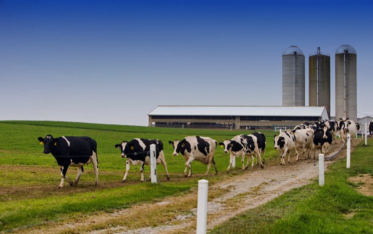 Wonen In De Buurt Van Veehouderij